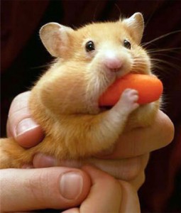 hamster-eats-carrot
