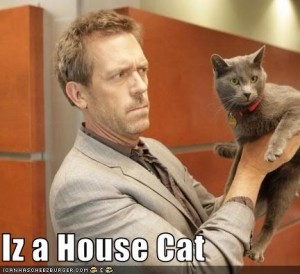 housecat