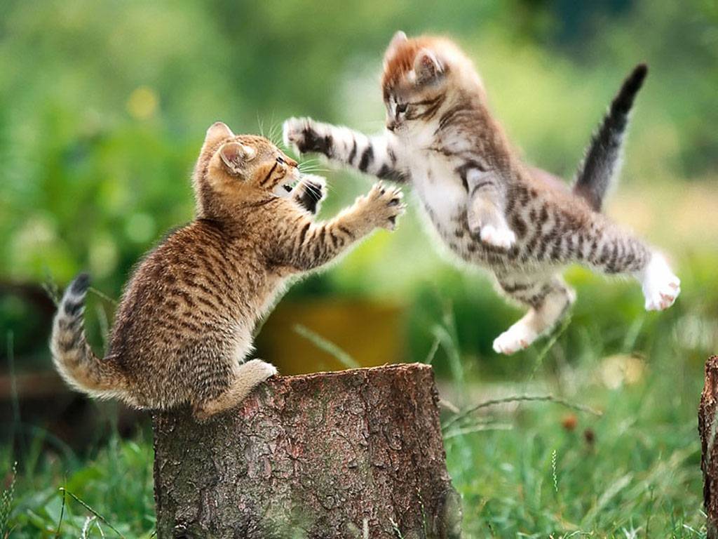 fighting_kittens